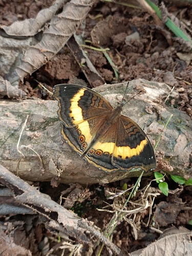 Yellow-banded Pansy