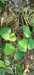 Homalanthus populneus