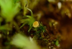 Octospora tuberculata