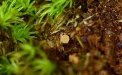 Octospora tuberculata