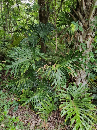 Image of Philodendron Bipinnatifidum (Thaumatophyllum bipinnatifidum) by no rights reserved