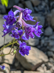 Delphinium polycladon