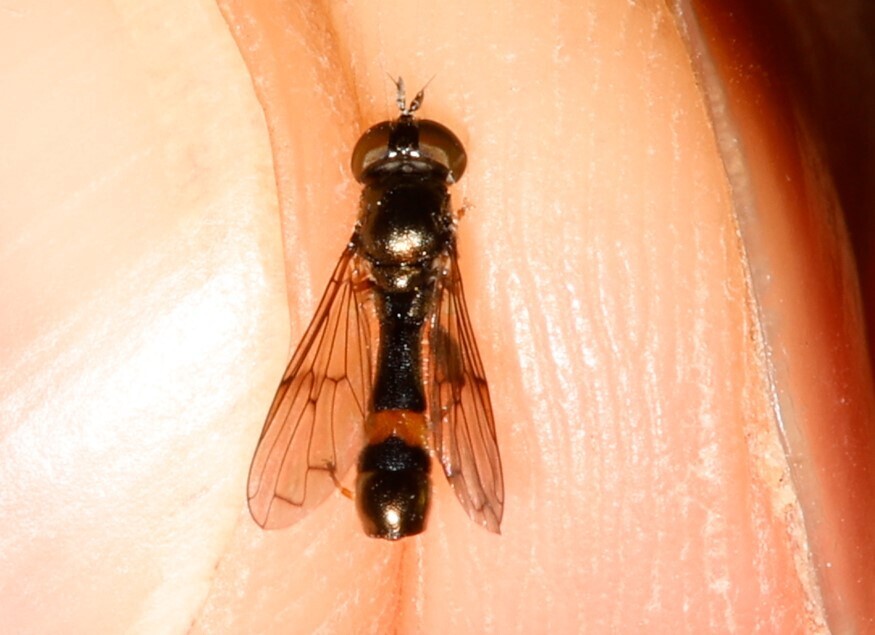 Neoascia unifasciata