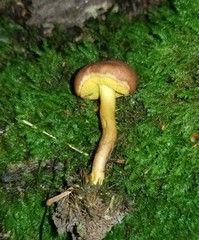 Xerocomus illudens