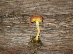 Xerocomus illudens