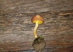 Xerocomus illudens