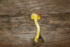 Xerocomus illudens