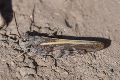 Cratypedes lateritius