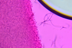 Chromosera