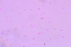 Chromosera