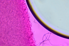 Chromosera