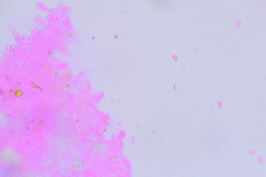 Chromosera