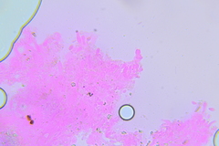 Chromosera