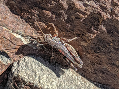 Melanoplus cinereus