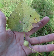 Pemphigus obesinymphae