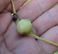 Pemphigus obesinymphae