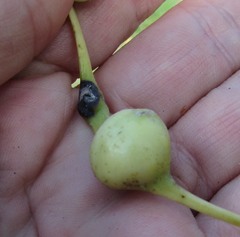 Pemphigus obesinymphae