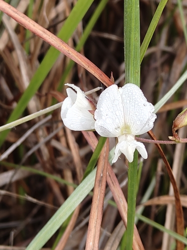 Image of Galactia elliottii by no rights reserved