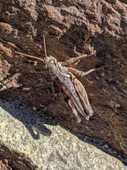 Melanoplus cinereus