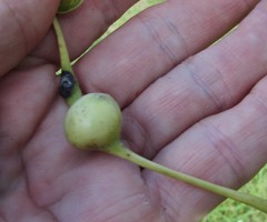 Pemphigus obesinymphae