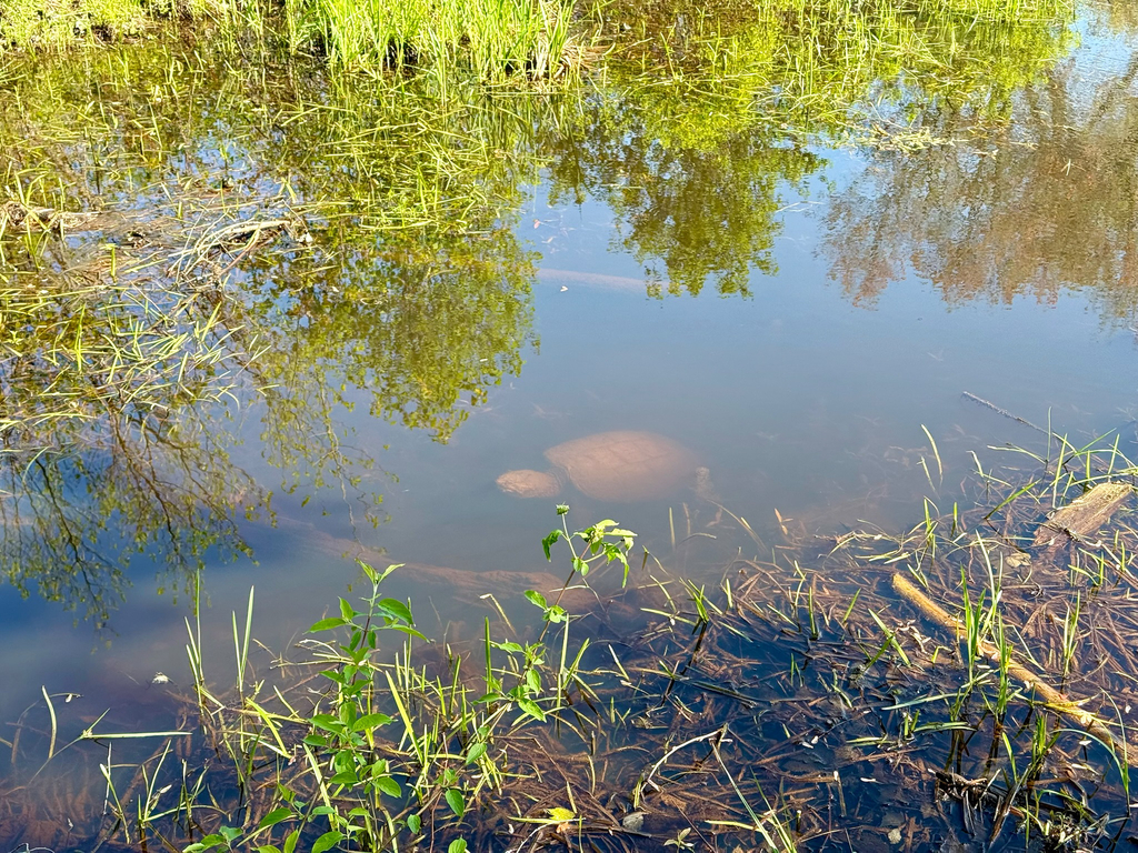 Common Snapping Turtle