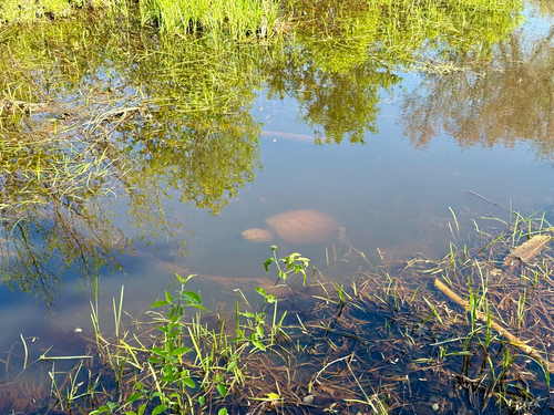 Common Snapping Turtle