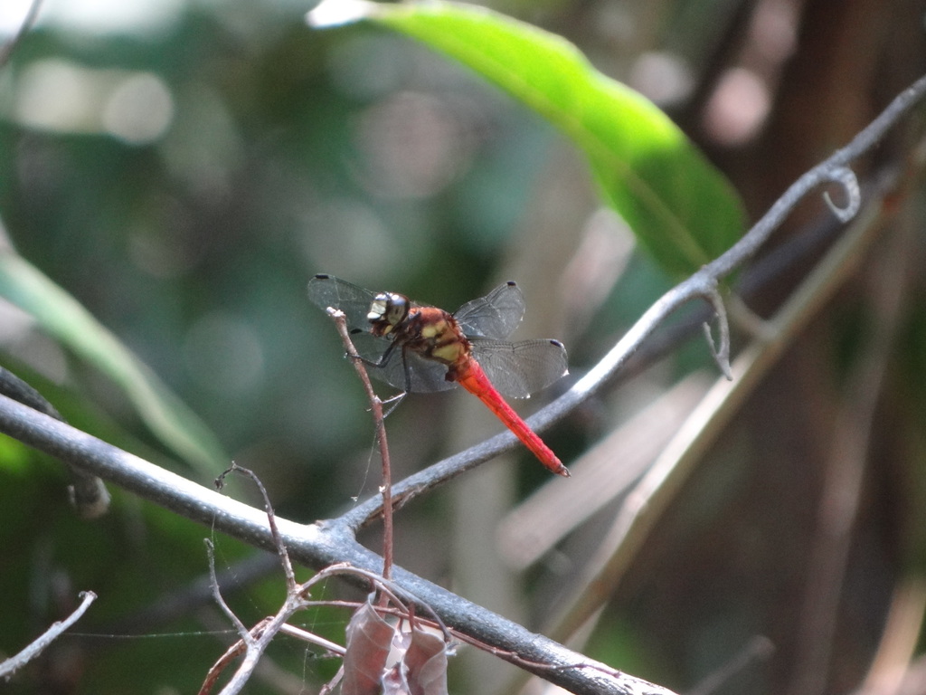 Lyriothemis lucifera