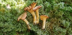 Cantharellus velutinus