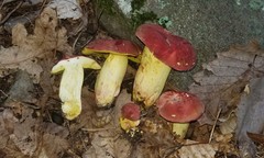 Boletus roodyi