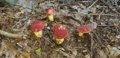 Boletus roodyi