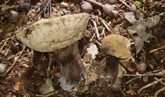 Tylopilus atronicotianus