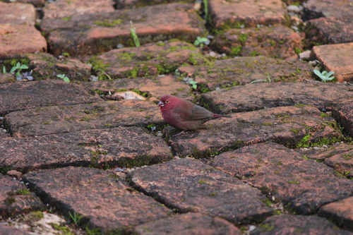 Red-billed Firefinch
