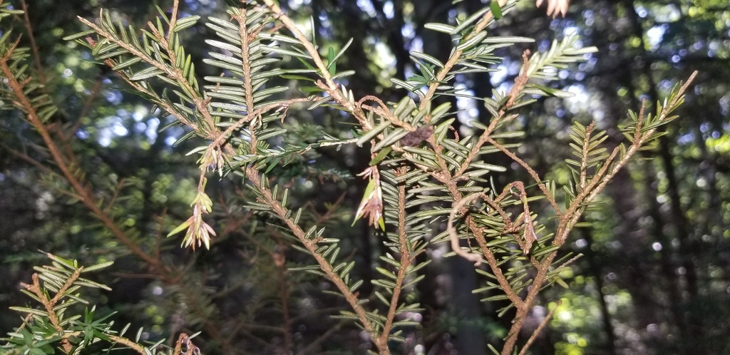 Sirococcus tsugae