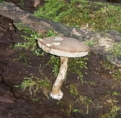 Porphyrellus sordidus
