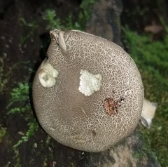 Porphyrellus sordidus