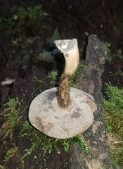 Porphyrellus sordidus