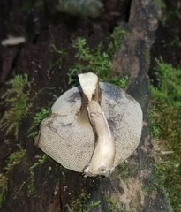 Porphyrellus sordidus