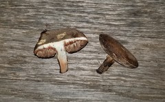 Porphyrellus sordidus