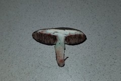 Porphyrellus sordidus