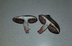 Porphyrellus sordidus