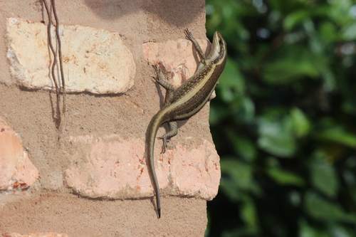 African Striped Skink