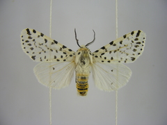 Alpenus nigropunctata