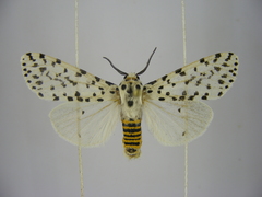 Alpenus nigropunctata