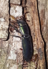 Temnoscheila virescens