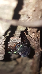 Temnoscheila virescens