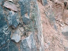 Erigeron flagellaris