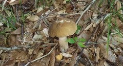 Boletus nobilis