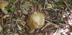 Boletus nobilis