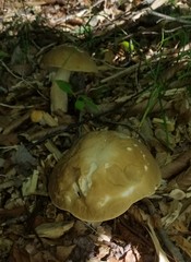 Boletus nobilis