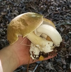 Boletus nobilis